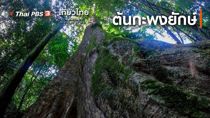 เที่ยวทั่วไทย : ต้นกะพงยักษ์