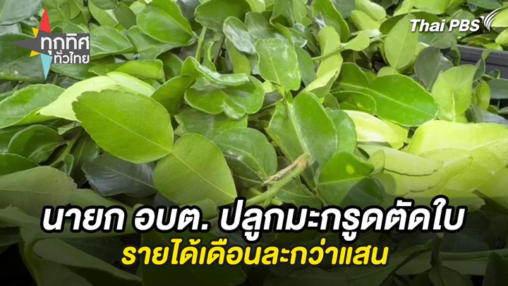 นายก อบต. ปลูกมะกรูดตัดใบรายได้เดือนละกว่าแสน
