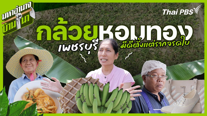 กล้วยหอมทองเพชรบุรี มีดีตั้งเเต่รากจรดใบ
