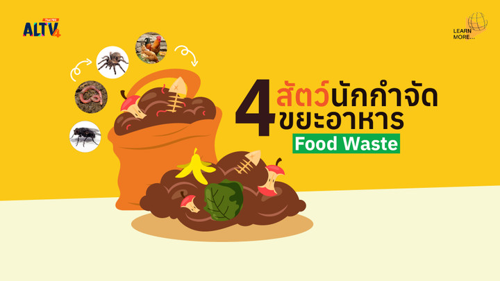 4 สัตว์นักกำจัดขยะอาหาร (Food Waste)