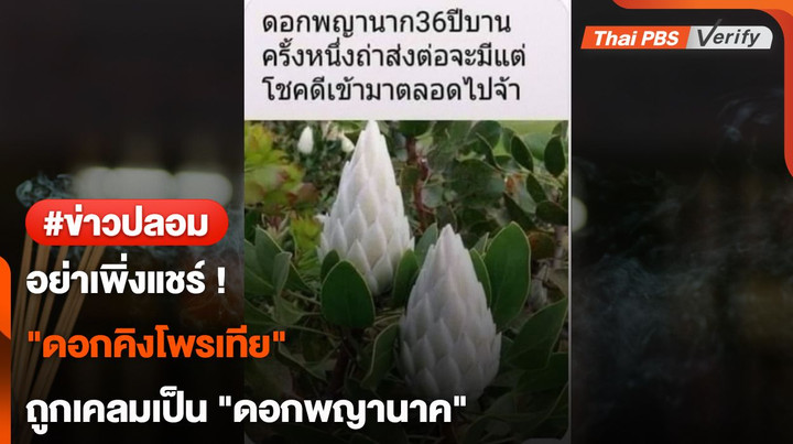 อย่าเพิ่งแชร์ ! "ดอกคิงโพรเทีย" ถูกเคลมเป็น "ดอกพญานาค"