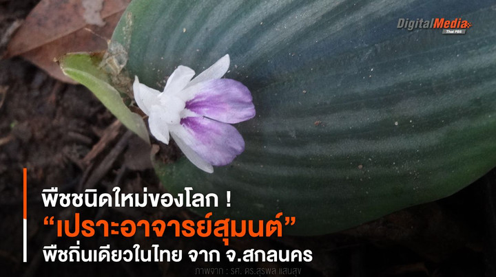 พืชชนิดใหม่ของโลก ! “เปราะอาจารย์สุมนต์” พืชถิ่นเดียวในไทย จาก จ.สกลนคร 