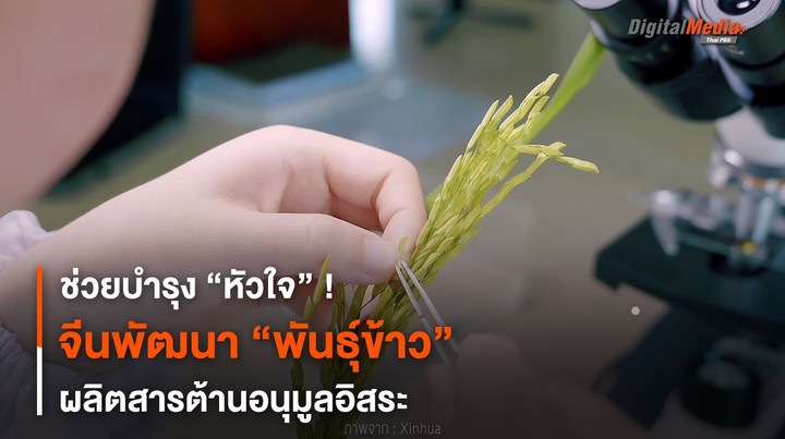 ช่วยบำรุง “หัวใจ” ! จีนพัฒนา “พันธุ์ข้าว” ผลิตสารต้านอนุมูลอิสระ