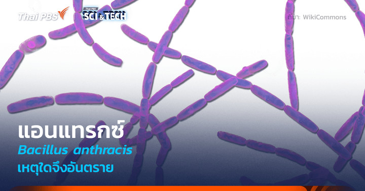 รู้จัก Anthrax หนึ่งในเชื้อแบคทีเรียที่อึดที่สุด