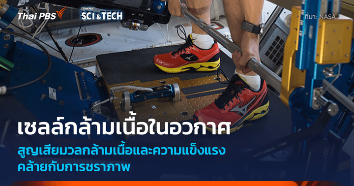 พบ "เซลล์กล้ามเนื้อ" เพาะเลี้ยงในอวกาศสูญเสียมวลกล้ามเนื้อคล้ายการชราภาพ