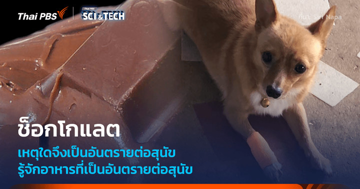 เหตุใด “สุนัข” จึง “กินช็อกโกแลต” ไม่ได้ รู้จักสิ่งที่เป็นพิษต่อน้องหมา