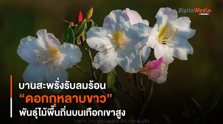 ดอกกุหลาบขาว สัญลักษณ์แห่งความรักบริสุทธิ์บนภูหินร่องกล้า