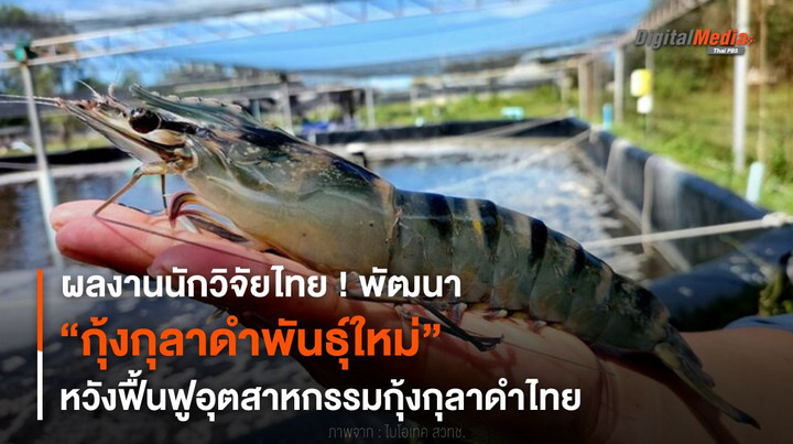 นักวิจัยไทยพัฒนา “กุ้งกุลาดำพันธุ์ใหม่” หวังฟื้นฟูอุตสาหกรรมกุ้งกุลาดำไทย