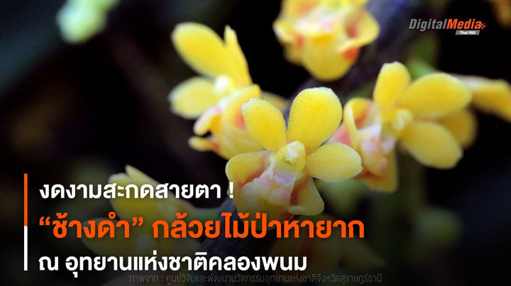 งดงาม ! “ช้างดำ” กล้วยไม้ป่าหายาก ณ อุทยานแห่งชาติคลองพนม