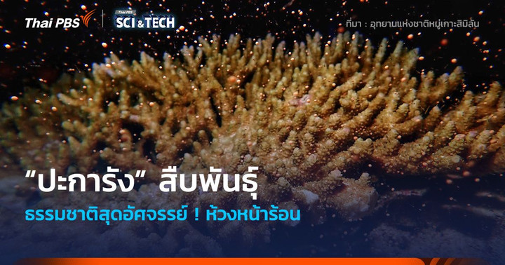 ธรรมชาติสุดอัศจรรย์ ! หน้าร้อนห้วงเวลา “ปะการัง” สืบพันธุ์