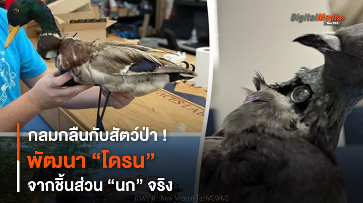 กลมกลืนกับสัตว์ป่า ! พัฒนา “โดรน” จากชิ้นส่วน “นก” จริง