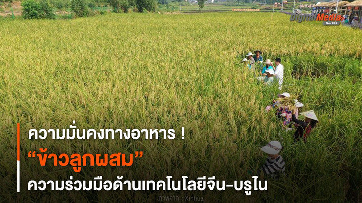 ความมั่นคงทางอาหาร ! “ข้าวลูกผสม” ความร่วมมือเทคโนโลยีจีน-บรูไน