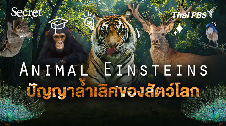 Secret Story | Animal Einsteins ปัญญาล้ำเลิศของสัตว์โลก