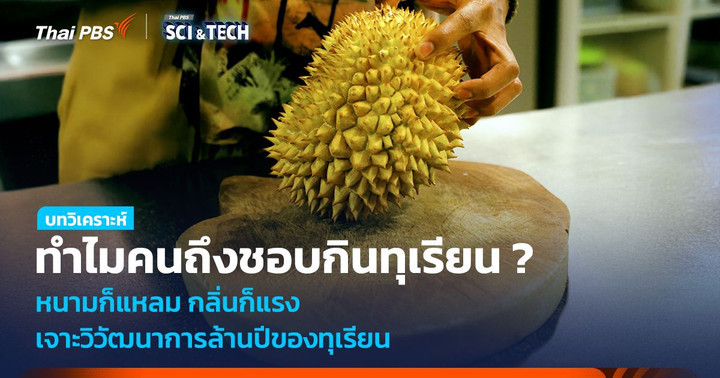 ทำไมคนถึงชอบทุเรียน ? หนามก็แหลม กลิ่นก็แรง เจาะวิวัฒนาการล้านปีของทุเรียน