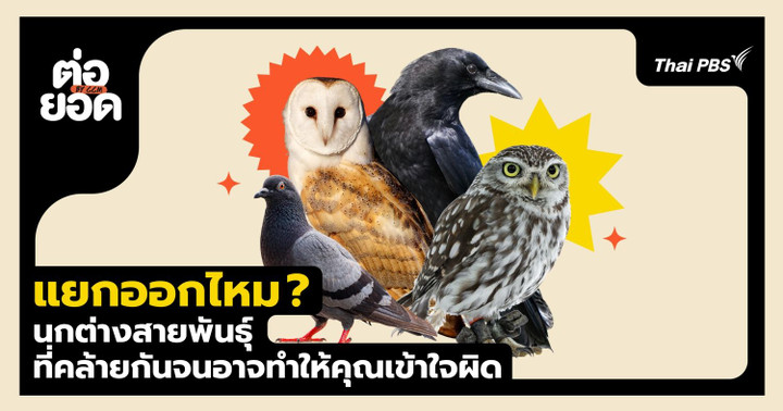 แยกออกไหม ? นกฝาแฝดต่างสายพันธุ์ที่คล้ายกันจนอาจทำให้คุณเข้าใจผิด 