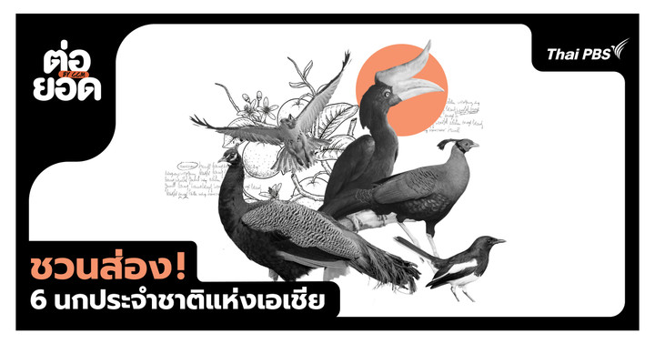 ชวนส่อง 6 นกประจำชาติแห่งเอเชีย อัตลักษณ์ล้ำค่าที่ซ่อนตัวในผืนป่า