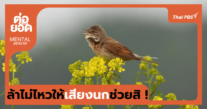 ล้าไม่ไหวให้เสียงนกช่วย ! ลองวาร์ปไปฟัง "เสียงนกร้อง" ตัวช่วยฮีลใจ เพิ่มพลังบวกให้ชีวิต