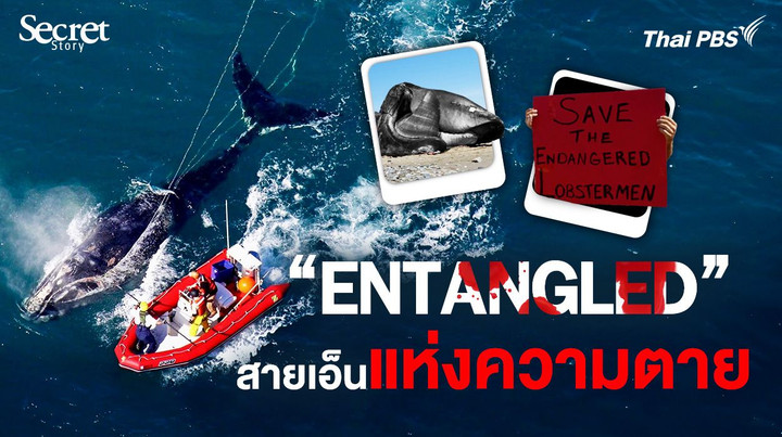 Secret Story | Entangled สายเอ็นแห่งความตาย