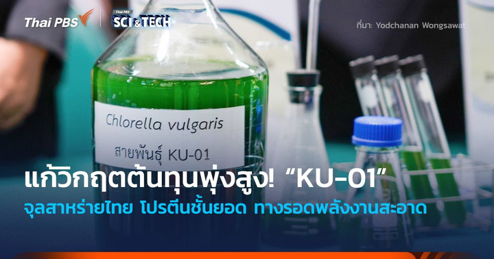 แก้วิกฤตต้นทุนพุ่งสูง! “KU-01” จุลสาหร่ายไทย โปรตีนชั้นยอด ทางรอดพลังงานสะอาด