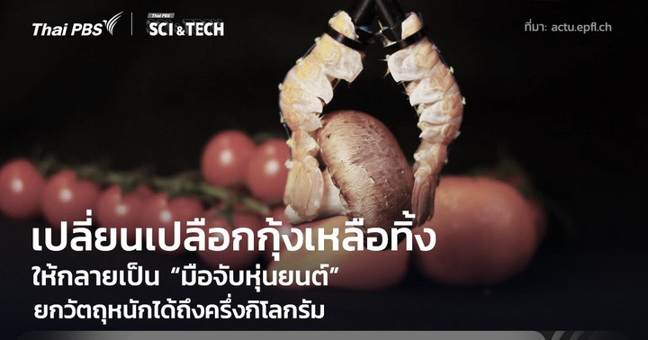 สุดล้ำ! เปลี่ยนเปลือกกุ้งเหลือทิ้ง ให้กลายเป็น “มือจับหุ่นยนต์” ยกวัตถุหนักได้ถึงครึ่งกิโลกรัม