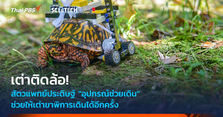 เต่าติดล้อ! สัตวแพทย์ประดิษฐ์ "วีลแชร์เลโก้" อุปกรณ์ช่วยเต่าพิการ ให้เดินได้อิสระอีกครั้ง