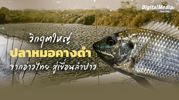 วิกฤต "ปลาหมอคางดำ" ภัยคุกคามแห่งใหม่ จากอ่าวไทยสู่เขื่อนลำปาว
