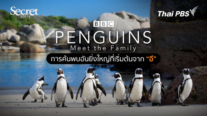 Secret Story | Penguins: Meet The Family  การค้นพบอันยิ่งใหญ่ที่เริ่มต้นจาก “อึ”