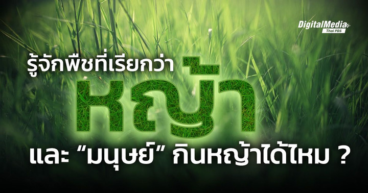 รู้จักพืชที่เรียกว่า “หญ้า”  และ “มนุษย์” กินหญ้าได้ไหม ?