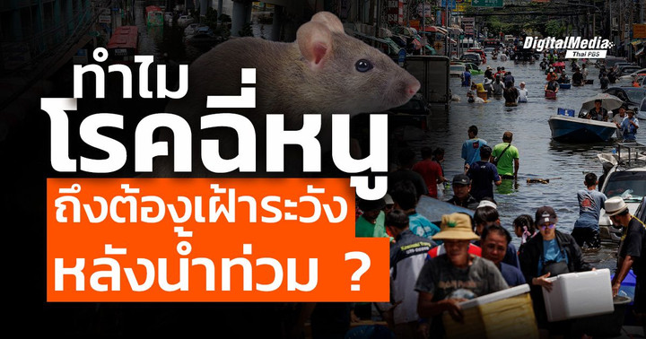 ทำไมโรคฉี่หนูถึงต้องเฝ้าระวังหลังน้ำท่วม ?