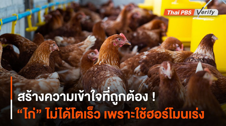 สร้างความเข้าใจที่ถูกต้อง ! “ไก่” ไม่ได้โตเร็ว เพราะใช้ฮอร์โมนเร่ง