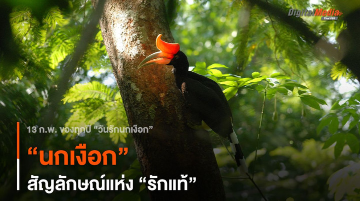 “นกเงือก” สัญลักษณ์แห่ง “รักแท้” (The symbol of True love)