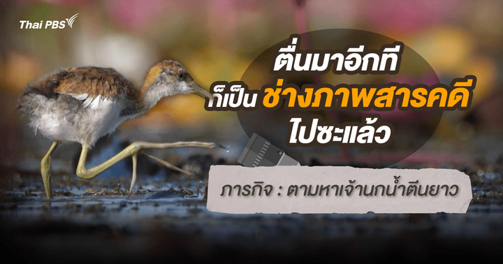ตื่นมาอีกทีก็เป็นช่างภาพสารคดีไปซะแล้ว : เจ้านกน้ำตีนยาว