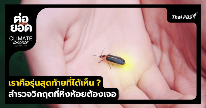 เราคือรุ่นสุดท้ายที่ได้เห็น ? สำรวจวิกฤตเงียบที่ "หิ่งห้อย" กำลังเผชิญทั่วโลก