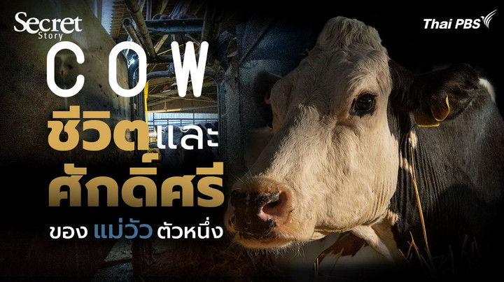 Secret Story | Cow ชีวิตและศักดิ์ศรีของแม่วัวตัวหนึ่ง