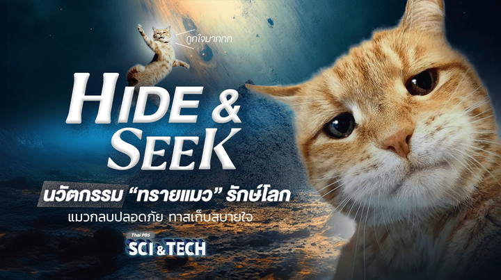 HIDE & SEEK นวัตกรรม “ทรายแมว” รักษ์โลก แมวกลบปลอดภัย ทาสเก็บสบายใจ