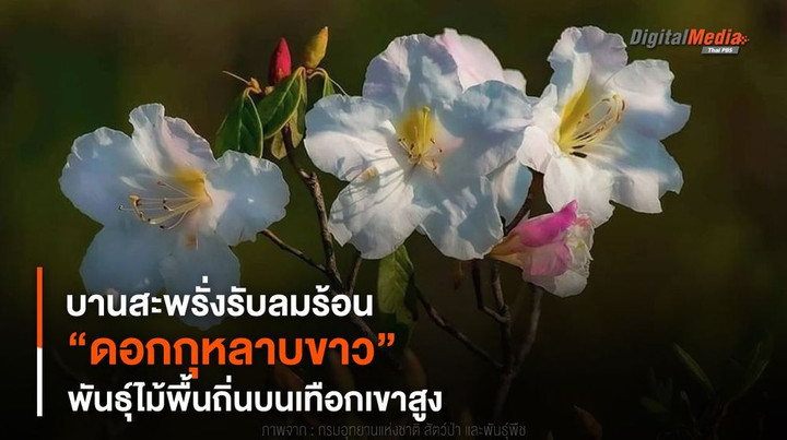 ดอกกุหลาบขาว สัญลักษณ์แห่งความรักบริสุทธิ์บนภูหินร่องกล้า