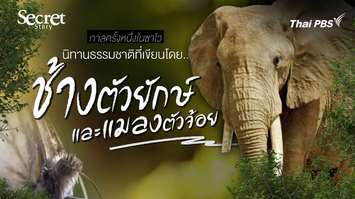 Secret Story | กาลครั้งหนึ่งในซาโว นิทานธรรมชาติที่เขียนโดยช้างตัวยักษ์และแมลงตัวจ้อย