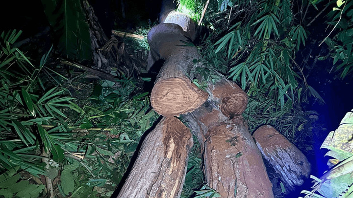 Rosewood logs seized, three arrested in Uttaradit