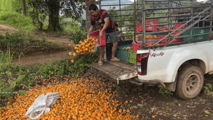 Persimmon growers leave fruit to rot as prices plunge