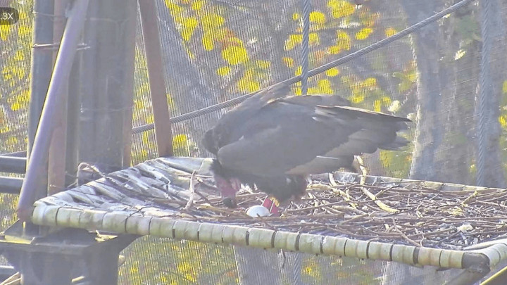 After decades of absence, red-headed vulture breeding signals a comeback