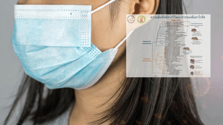Thailand at low risk of Hantavirus outbreak - Dr Yong