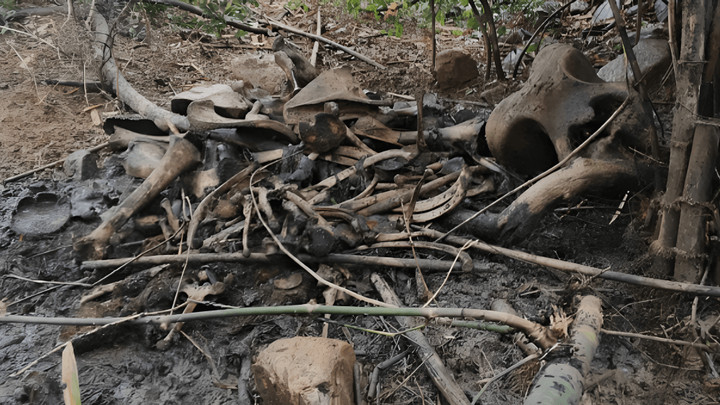 Suspected ivory poaching investigated in three elephant deaths