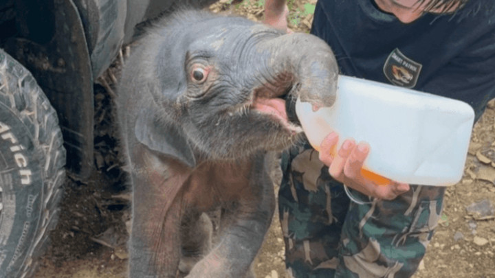 Rescued elephant calf dies despite intensive treatment