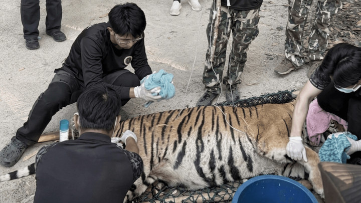 Ageing tiger released back to the jungle after rehabilitation program