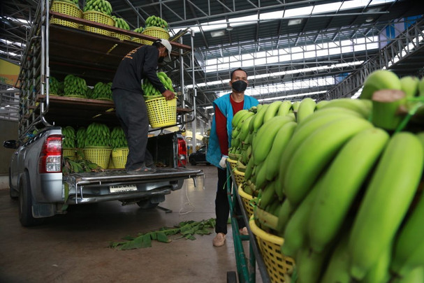 ‘อาหารปลอดภัย’ แค่สโลแกน(?) ถ้า Traceability ไม่มีอยู่จริง
