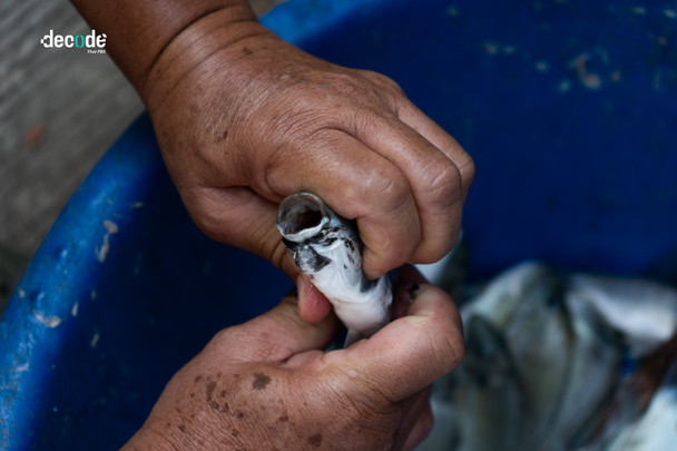 ความหลากหลายทางชีวภาพ กลายเป็นปราการ ‘ด่าน’ สุดท้าย ในวันที่ปลาหมอคางดำรุกราน ‘เลน้อย’