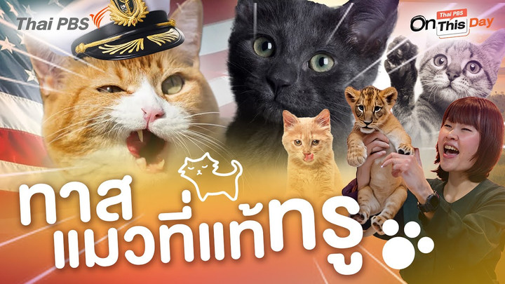 ทำไมวันแมวจึงเป็นวันที่พิเศษสำหรับคนรักแมว ? #ทาสแมวที่แท้ทรู 