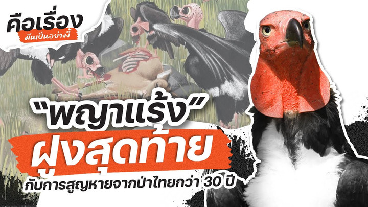 ย้อนที่มา “พญาแร้ง” ฝูงสุดท้าย กับการสูญหายจากป่าไทยกว่า 30 ปี
