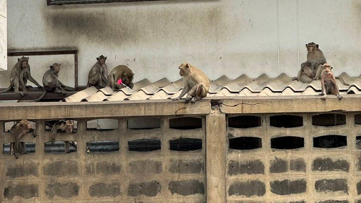 3 วัน จับลิงลพบุรีได้ 23 ตัว อุทยานฯยันดูแลดีไม่ต้องกลัวหลุด 