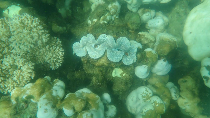 เช็กด่วน! ปิดเกาะท่องเที่ยว "กระบี่-ตรัง" ฟื้นฟูปะการังฟอกขาว